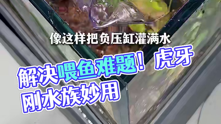 负压缸真正的用法原来是这样，真是解决了我喂鱼的一大难题！ #负压缸 #喂鱼 #鱼粮 #水族用品 #养