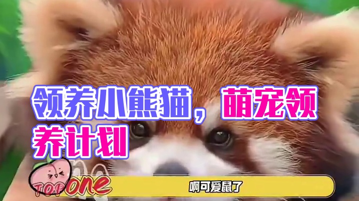 不是说领养代替购买吗 那我就领养这只了#万万没想到 #小熊猫 #萌宠出道计划 #可爱到爆炸 #小动物