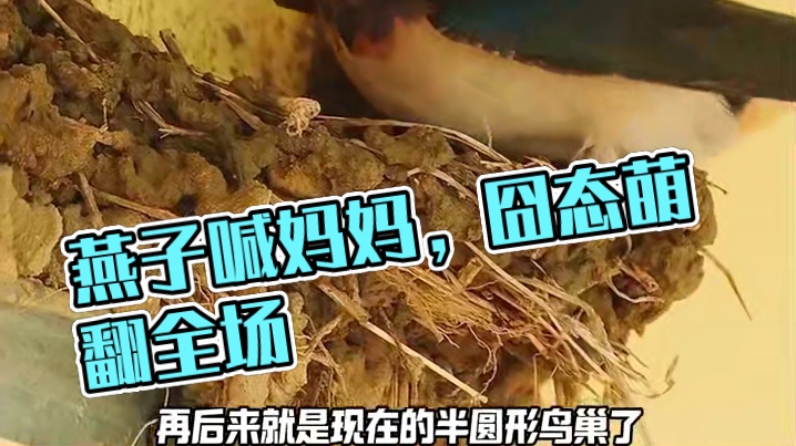 原来燕子遇事也喊妈妈啊 #动物的迷惑行为 #万万没想到 #看一次笑一次 #燕子