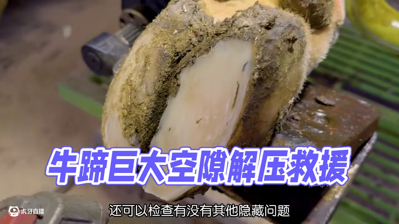 牛蹄出现巨大空隙，看小哥如何解决#解压 #修牛蹄