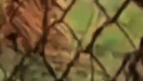 为什么这样的优势老虎还是会输给狮子呢？#狮子 #老虎 #狮子VS老虎