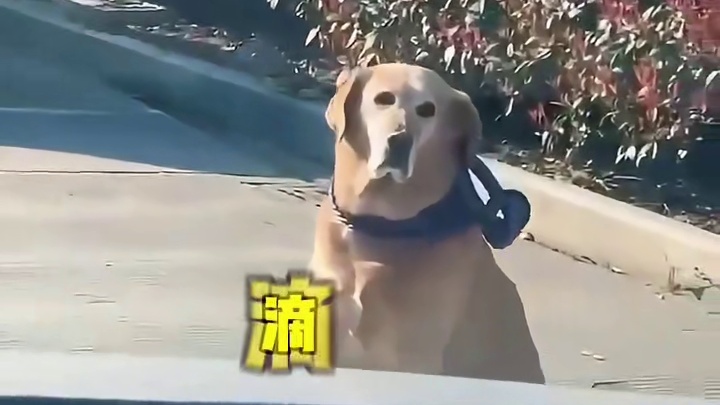 狗子替主人占车位