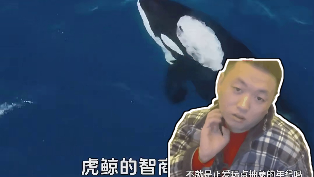 虎鲸真的是先天抽象圣体！