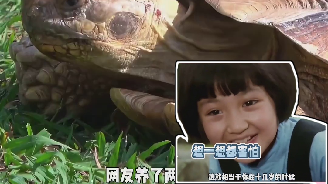 鳖老头爱上鳖老仔