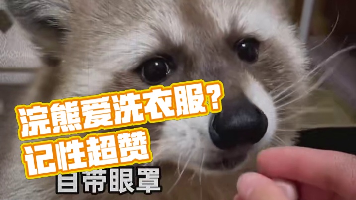 干脆面这么爱洗东西，能不能让它去洗衣服