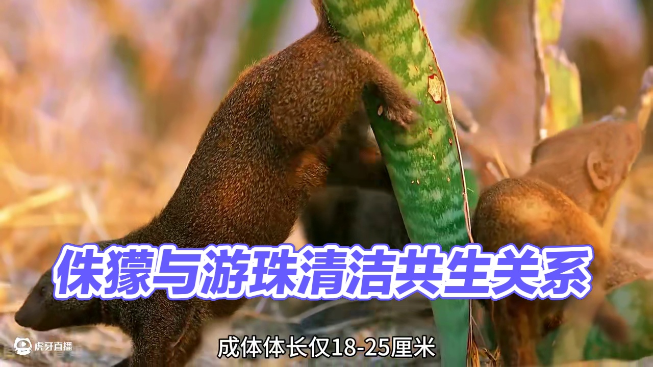 侏獴的互利共生关系！ #侏獴 #动物世界 #解压视频