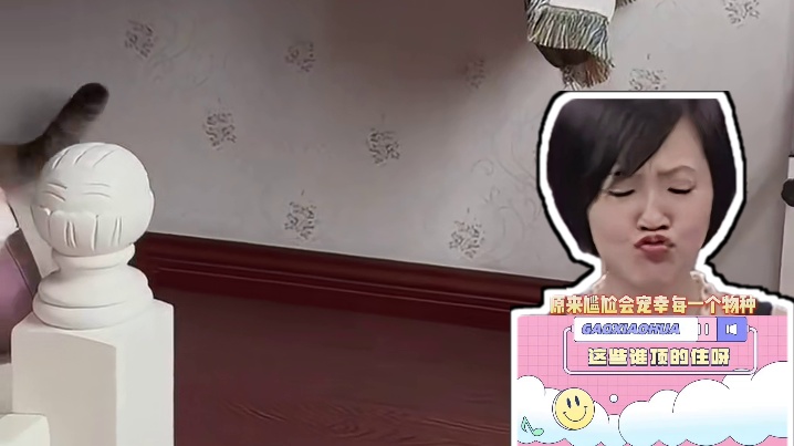 它的手还举着，第一次看见摔疼了的猫