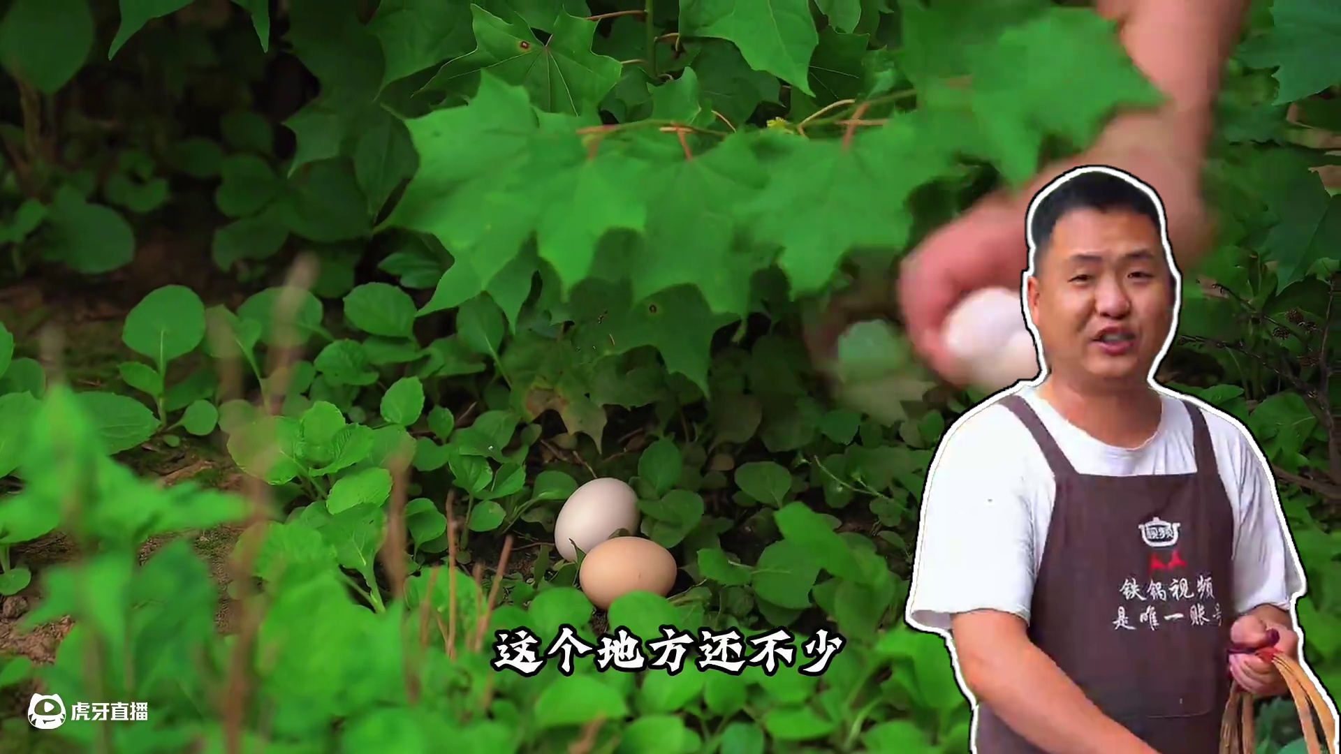 捡些鸡蛋烧金钱肚，大哥说一顿可以吃十个鸡蛋，真狠！ #人间烟火 #我的乡村生活 #来自大山里的味道 