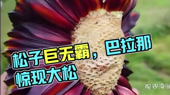 比一般松子大30倍，真长见识了，原来这个就是巴拉那松 #巴拉那松子