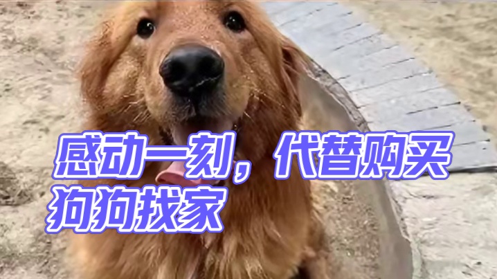 写下这些文字的背后，也只是希望它们早些找到它们的家，仅此而已#领养代替购买 #领养 #狗狗 #感动 