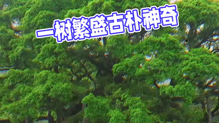 一棵树就是一片森林 一棵树就是一片森林