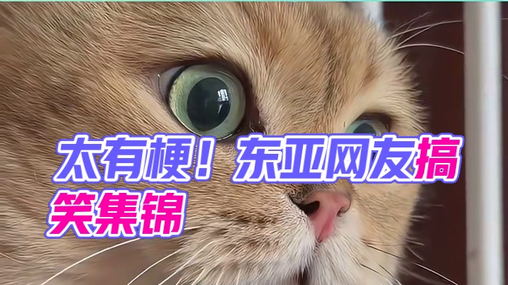 这届网友真的太有梗了