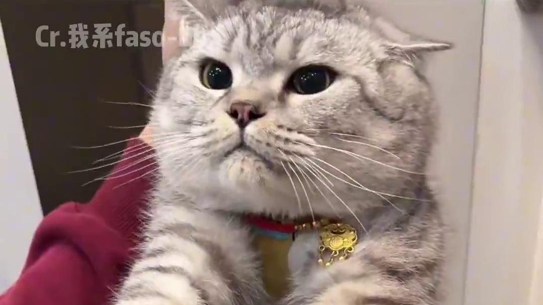 原来小猫闯祸了也知道找个背锅侠#萌宠出道计划 #小猫能有什么坏心思 #干了坏事的小猫 #甩锅 #倒霉