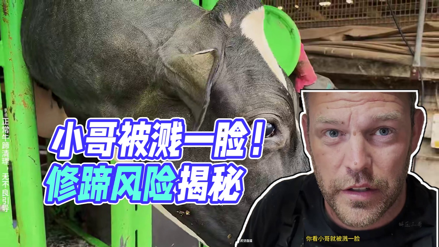 谁说修蹄没风险，你看小哥就被溅一脸 #解压 #助眠 #修牛蹄