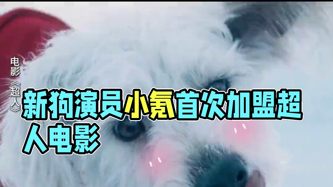 今天我们欢聚在这里，是为了庆祝新狗演员小氪首次加“萌”超人真人电影！#电影超人 #电影超人定档