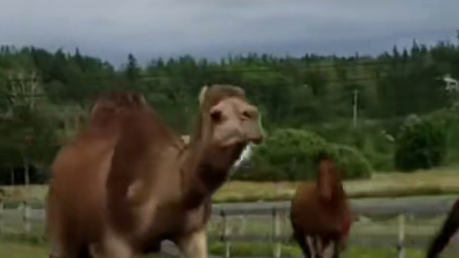 感觉它的活力不亚于那块爱工作的黄色海绵