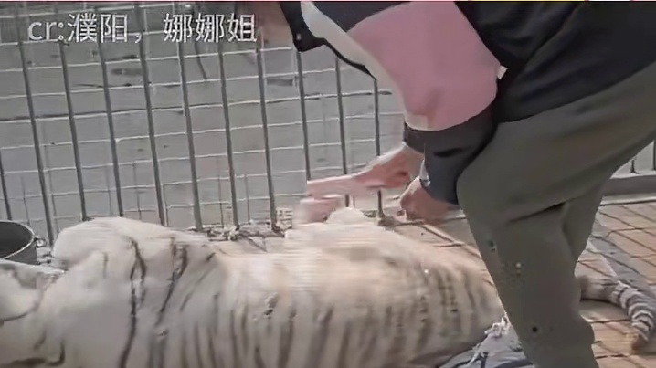 狼：她来了，熊：是园区单手拎老虎的她吗