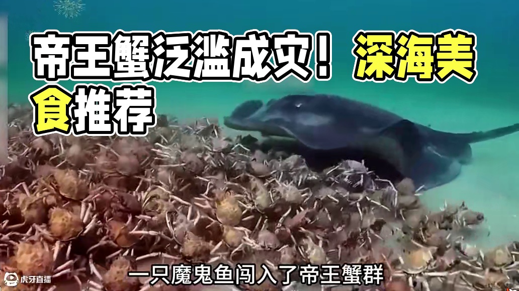 帝王蟹泛滥成灾！#手撕蟹柳 #蟹棒 #蟹肉棒 #美食推荐