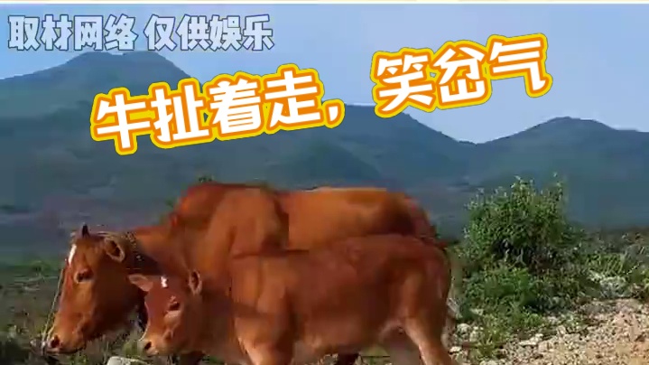 牛：闹够了没有 #看一次笑一次 #放牛 #搞笑