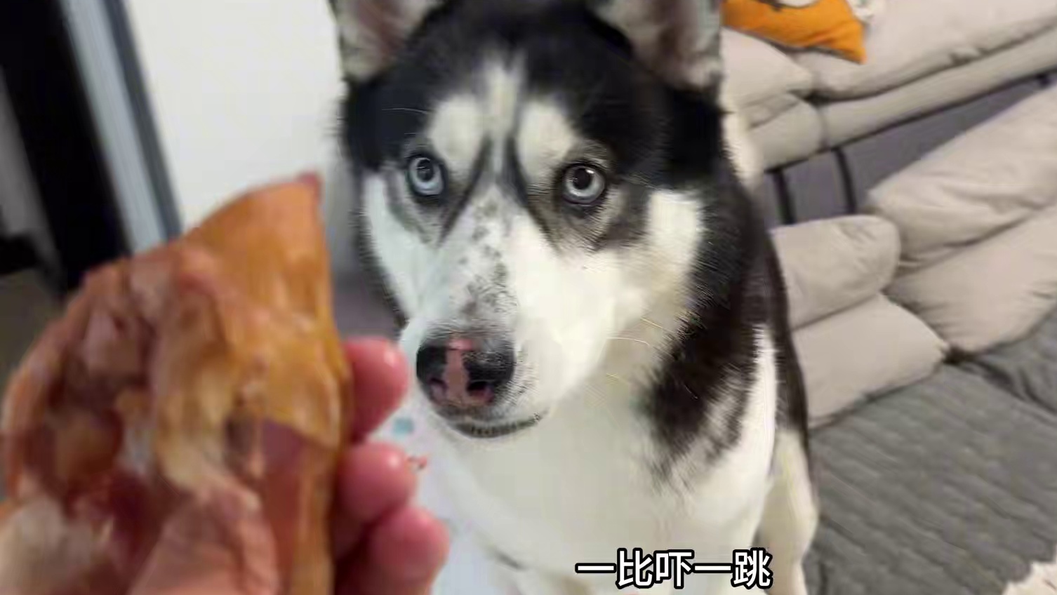 二哈和土狗面对鸡屁股是啥反应？不比不知道一比吓一跳，天壤之别 #二哈 #哈士奇 #萌