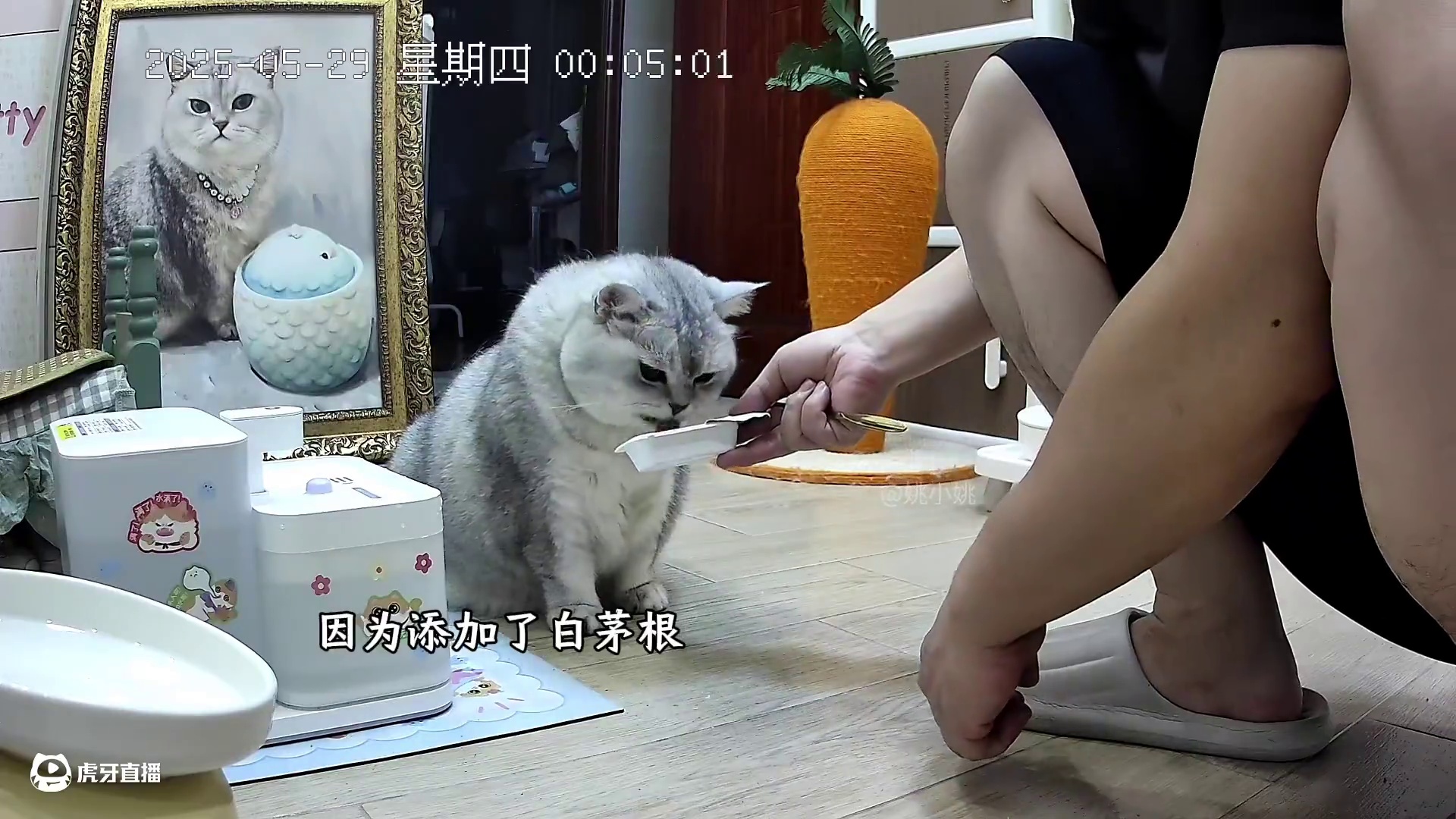 阿b起床仪式感满满～ #猫届超自律生活记录 #小猫短剧 #坦克小希鸳鸯杯