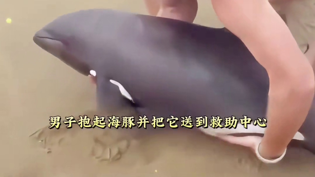 男子救了一只受伤的海豚，当男子出海时，没想到海豚带着家人来报恩