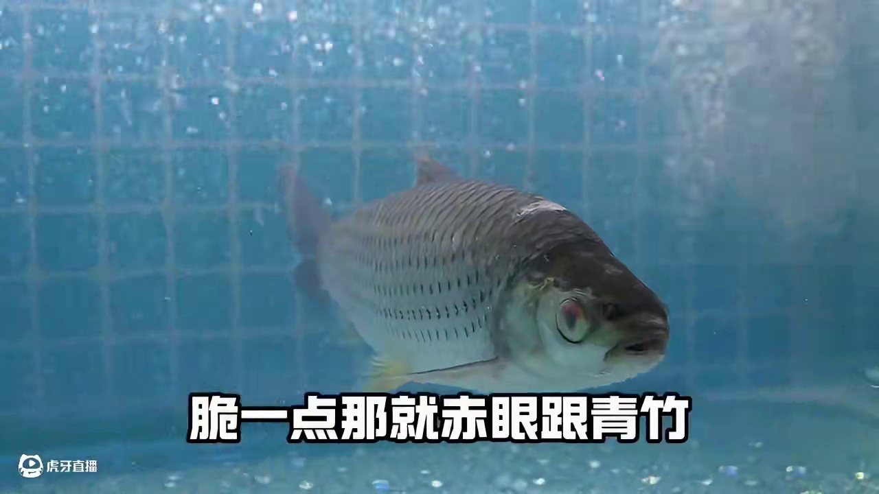 广西横县鱼生 128包工包料广西横县鱼生！你没吃过吧
#横县鱼生 #生鱼片 #宁波美食#广西鱼生 #