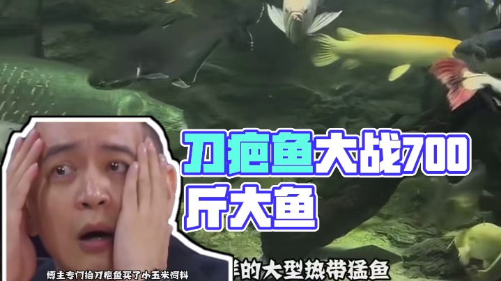 刀疤鱼：我命由我不由天