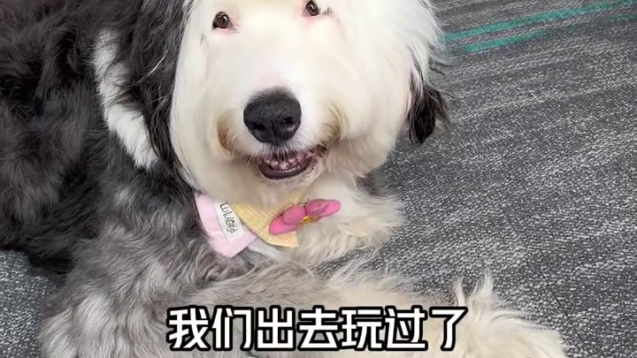 波妞：电话给我，我自己说！！！ #小狗日记 #小狗狗能有什么坏心思 #古牧