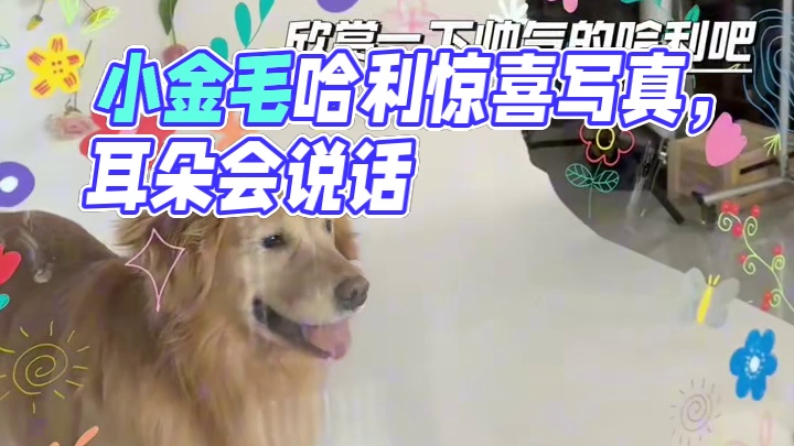 为我带来全网10w+浏览量的小金毛
又来找我拍写真啦
这次能为我们带来什么惊喜呢？
#金毛 #金毛视