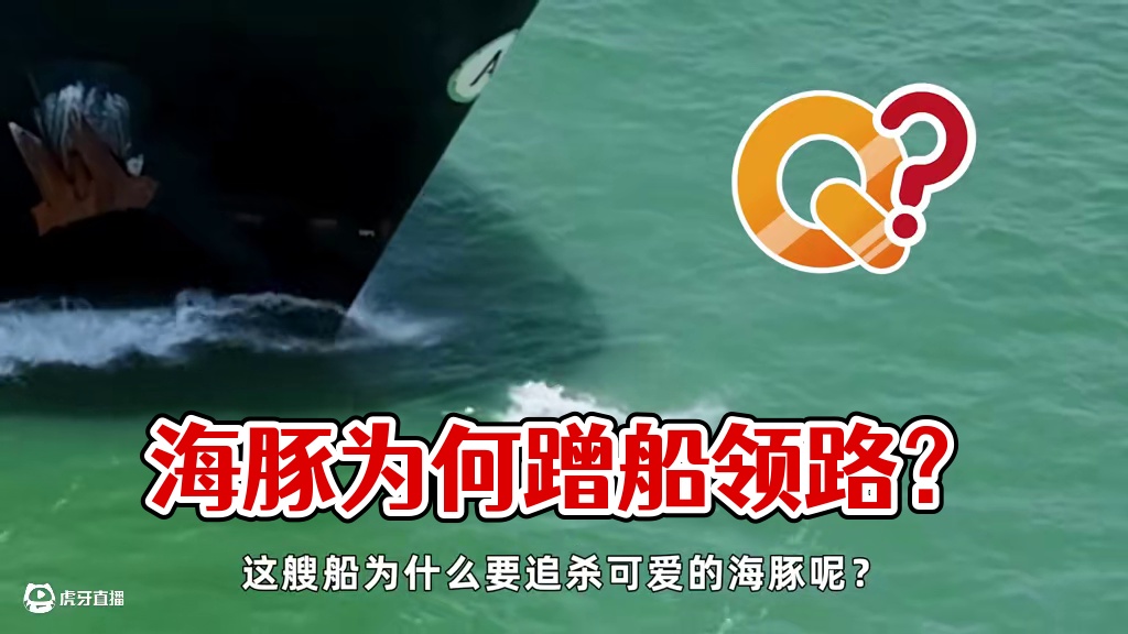 不可思议的船首乘浪，为何海豚总要给船带路？不愧高智商生物！ #科普 #涨知识 #自然奇观 #海豚 #