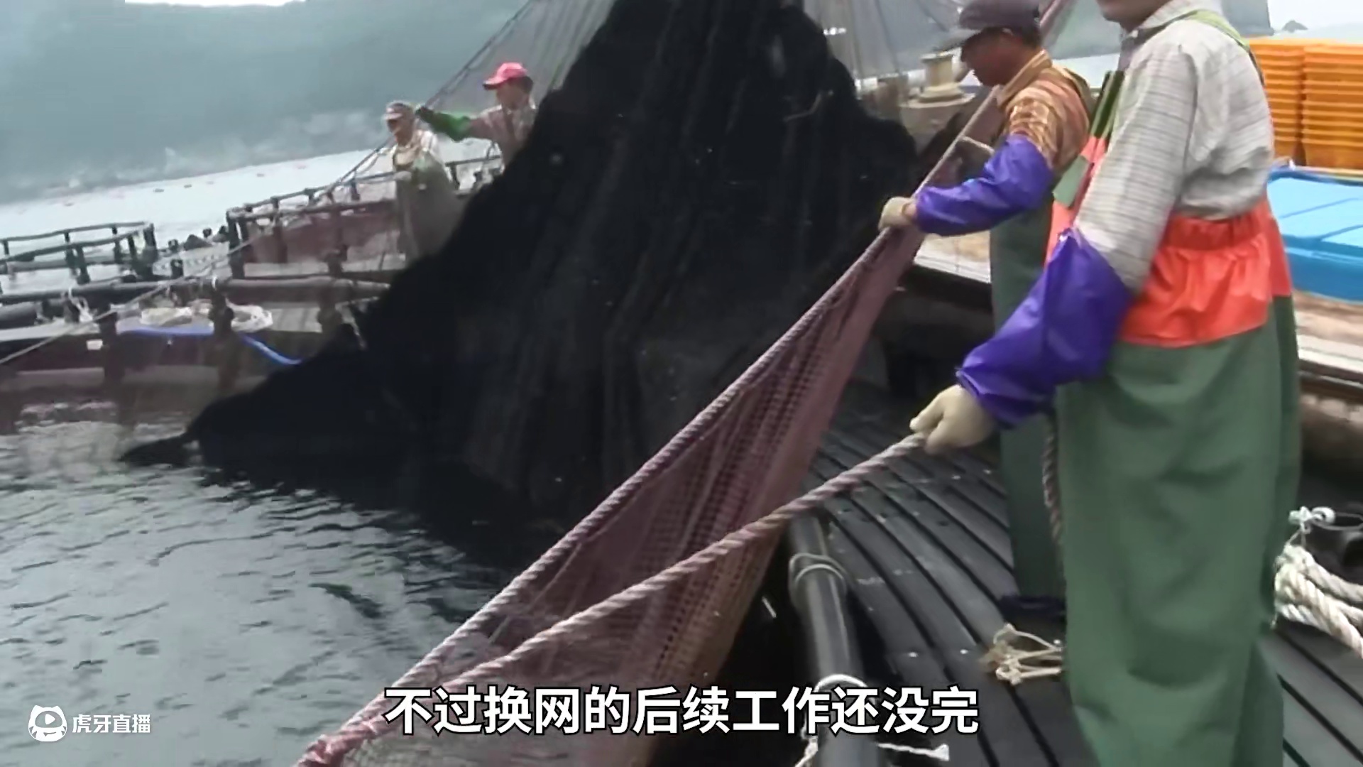 <第3/3集>青花鱼的秘密，养殖过程大开眼界 