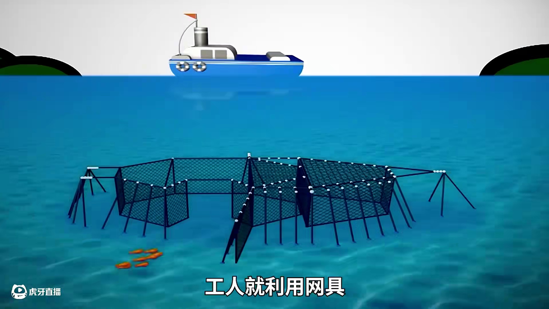 <第2/3集>青花鱼的秘密，养殖过程大开眼界 