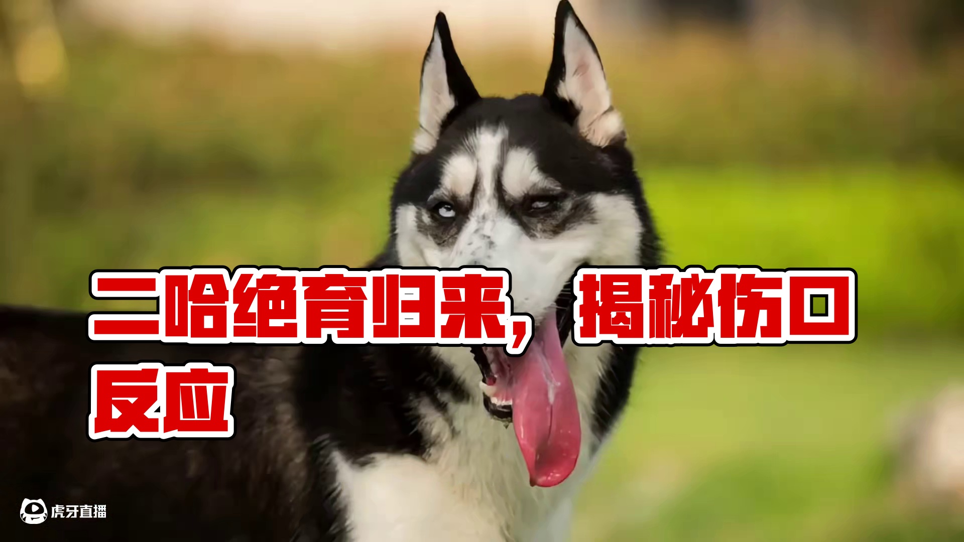 主人骗二哈去绝育，当二哈回家看到伤口后，大家千万憋住别笑 #二哈#