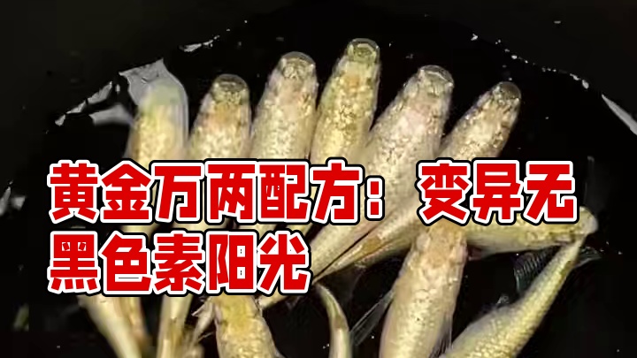 黄金万两最新一代公布配方：黄金万两*变异无黑色素阳光（可以用玫瑰宝石尝试）F1直出#观背青鳉 #金色