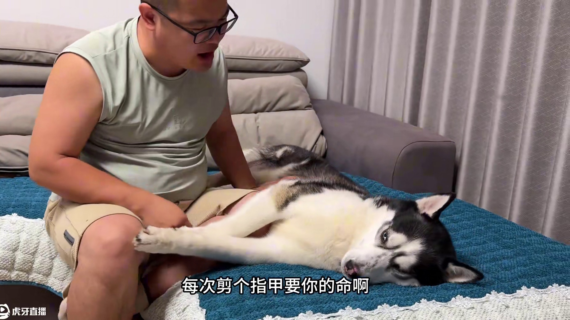 狗狗误伤小主人被主人教训，没想到一顿胖揍后，傻狗居然气哭了 #二哈 #哈士奇 #萌宠