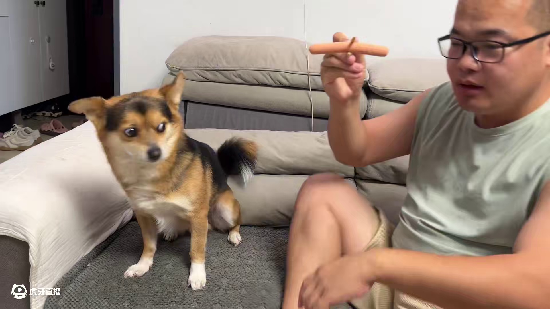 狗狗会吃人筷子上的肉吗？土狗VS二哈，不比不知道一比吓一跳 #二哈 #哈士奇 #萌宠