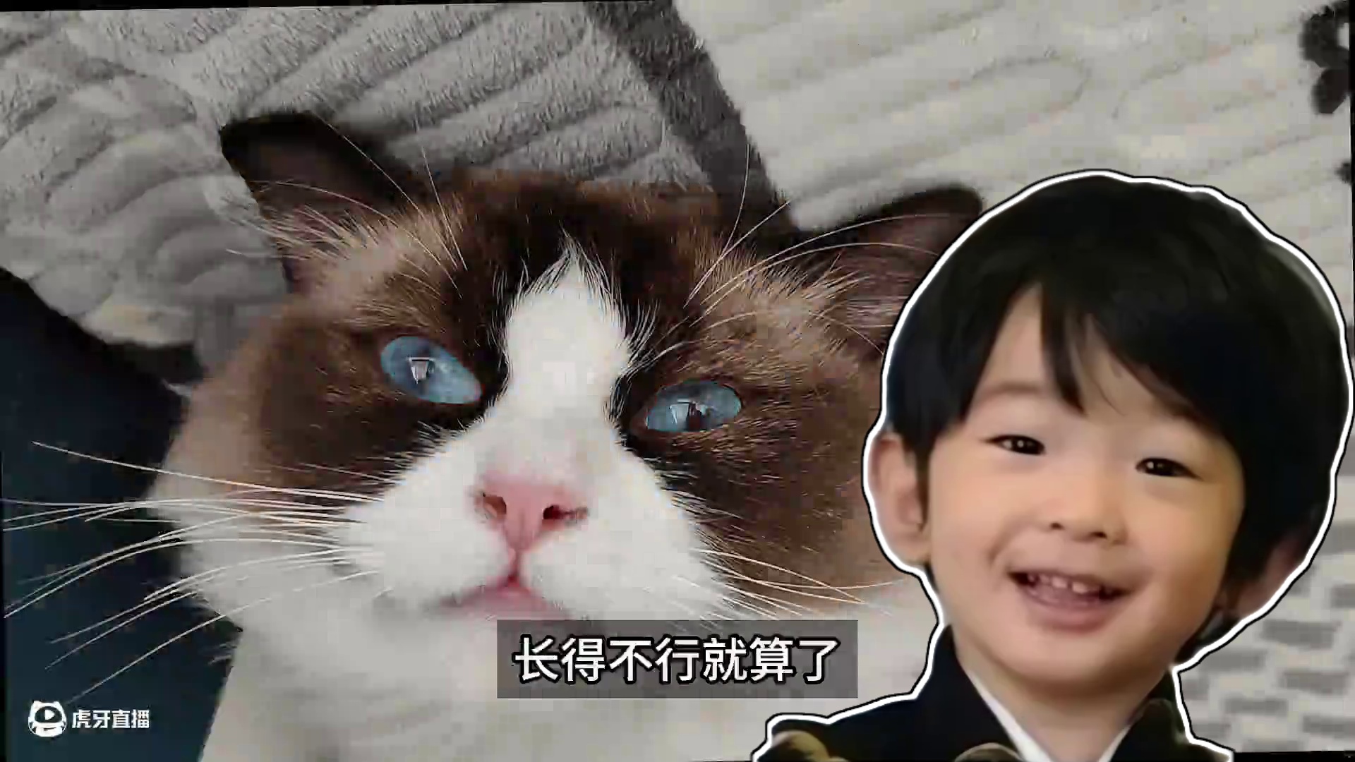 养一只小心眼布偶猫是什么感觉，抢冻干扒拉碗还记仇， #猫咪的迷惑行为#猫咪日常#猫memes#搞笑动