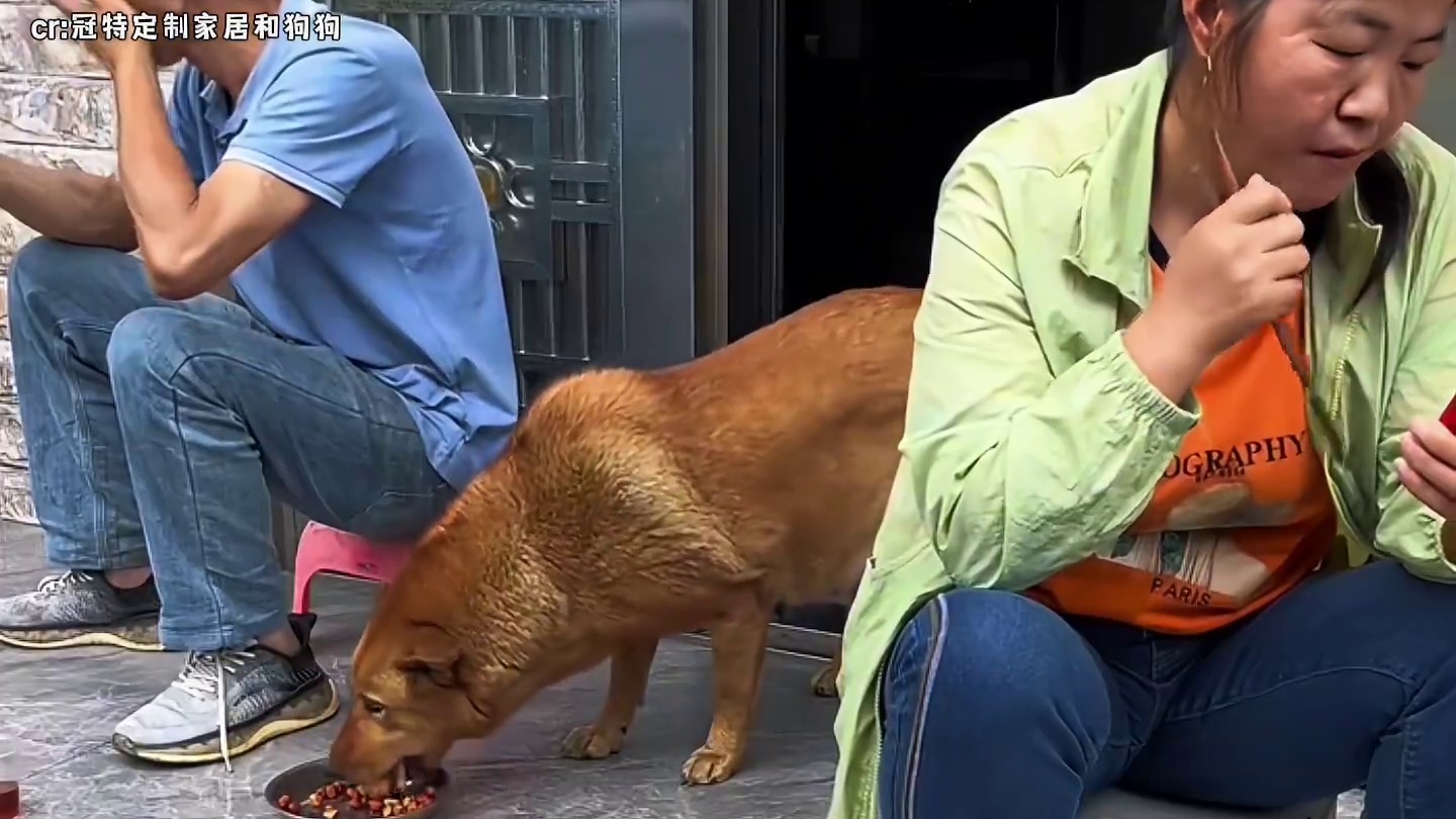 不知道的还以为狗子学了36计，居然把“嫁祸”二字演绎得淋漓尽致