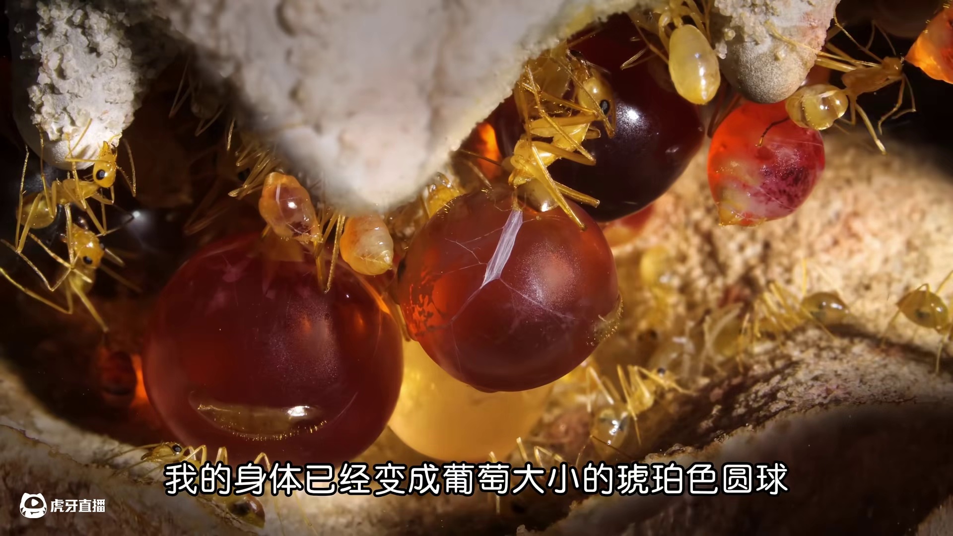 当进食变成酷刑：活体蜜罐的悲惨蚁生  (2)