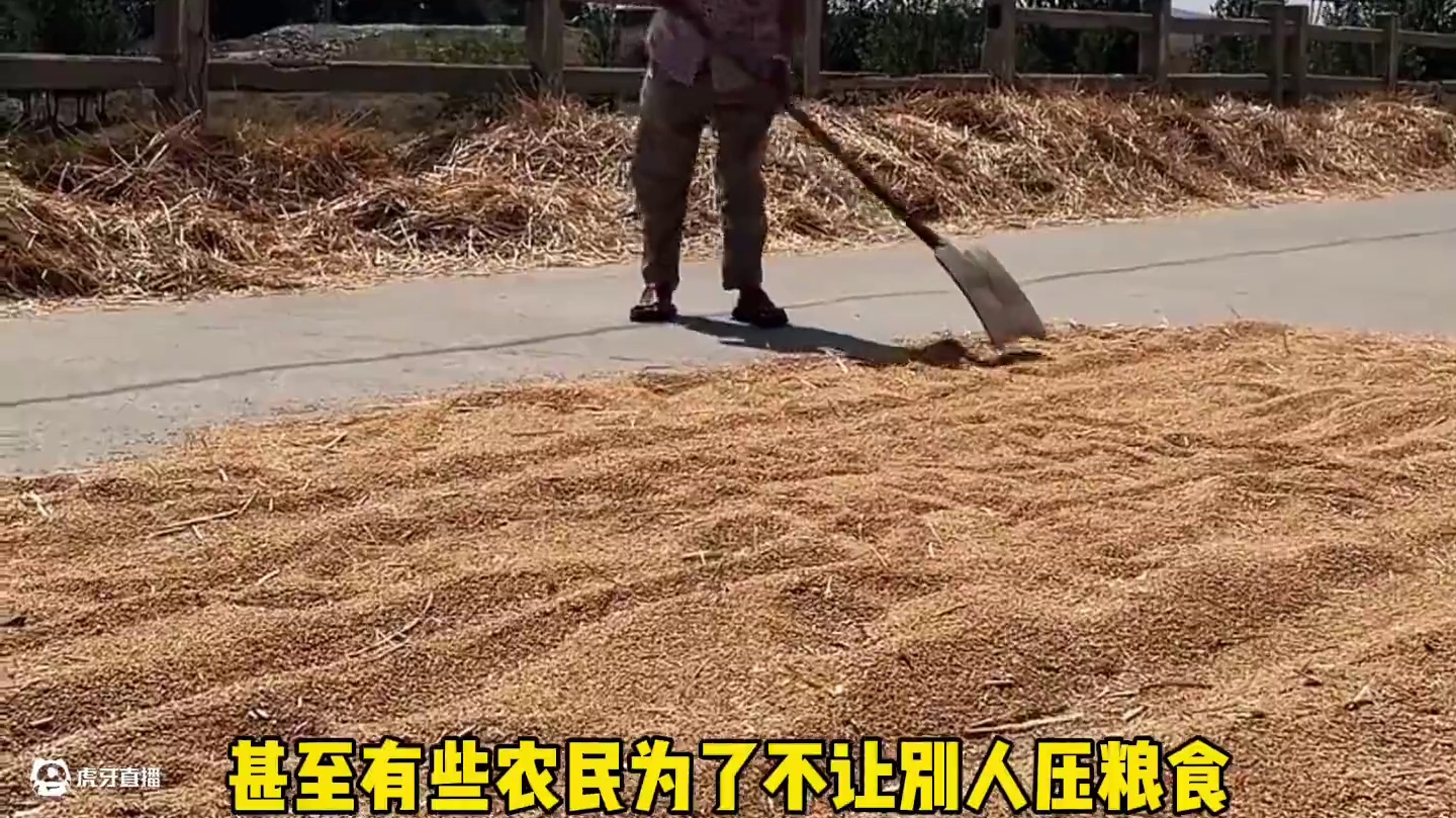 如果你遇到占道晒粮的，你会压过去吗？#公路晒粮 #开车