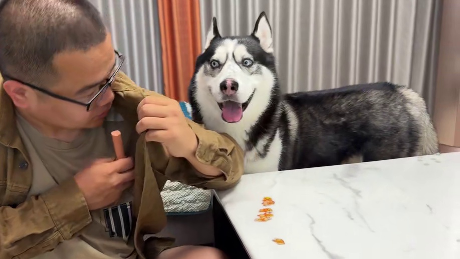 在二哈面前偷吃它火腿，没想到居然把二哈气哭了，看一遍笑一遍 #二哈 #哈士奇 #萌宠