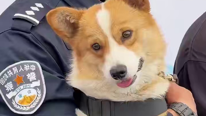 这就是宠物狗和职业选手的区别吗 #狗狗  #警犬  #宠物  #万万没想到