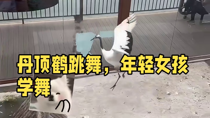 难怪丹顶鹤会被称作仙鹤~