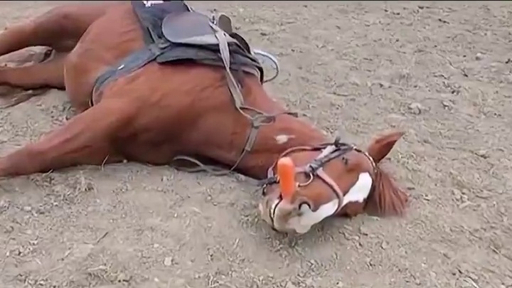 果然只要上班不管什么物种都是这死出 #万万没想到 #娱乐评论大赏 #搞笑 #动物的迷惑行为 #离谱