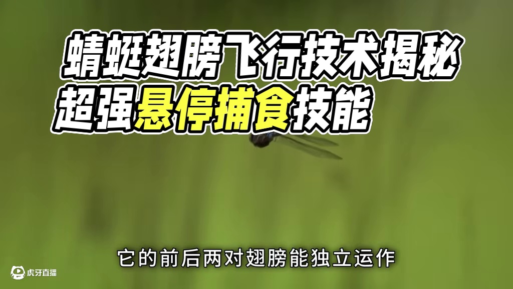 蜻蜓的飞行技术有多牛？现代科技都望尘莫及！ #科普 #涨知识