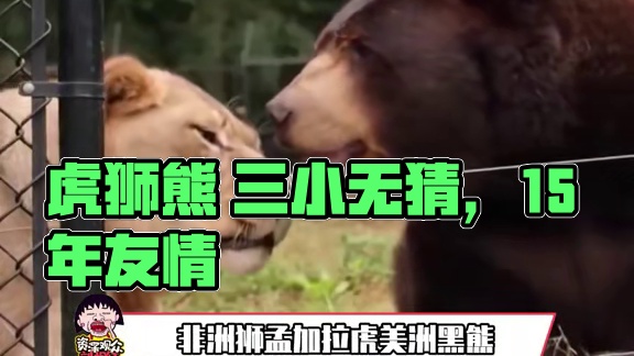 虎狮熊 三小无猜  #动物 #非洲狮 #孟加拉虎 #美洲黑熊 #友情