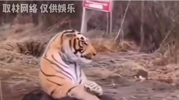 大哥你才是真的虎啊 #万万没想到 #猫咪 #离谱