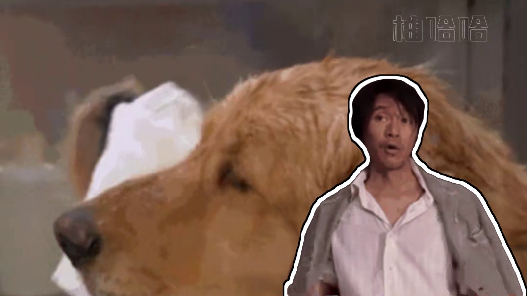 中国人竞选日本市长？山东网友上岸有了新出路？#徐浩予 #日本 #上岸 #搞笑 #万万没想到