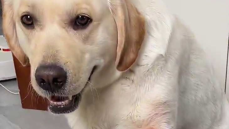 狗：套路真深，防不胜防呀！